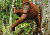 Rundreise Malaysia