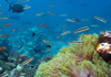 Unterwasserwelt Philippinen