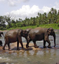 Sri Lanka Pauschal Urlaub