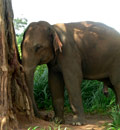 Sri Lanka Pauschal Urlaub
