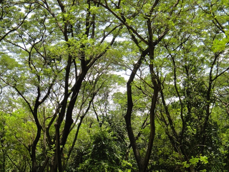 Berau-Wahea Regenwald in Ost Kalimantan, Malaysia