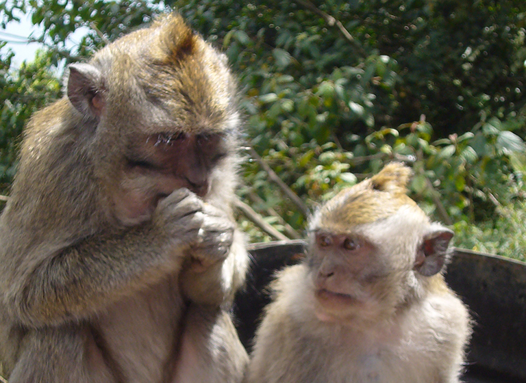Orangutans in Ost-Borneo, Indonesien
